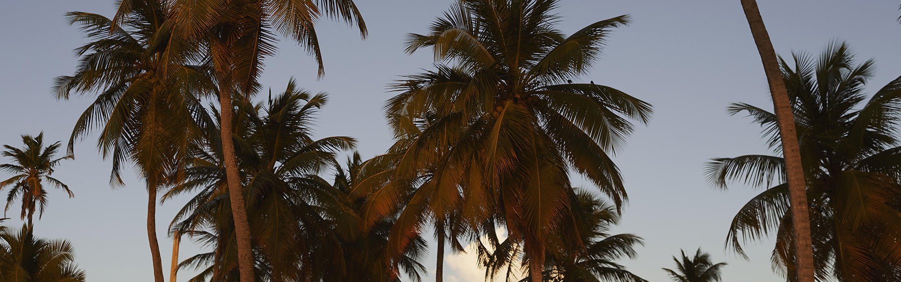 Banana Crush - Des Petits Hauts